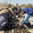 حضور دانشجویان، کارکنان و اساتید دانشگاه بزرگمهر قائنات در پویش بذرکاری گونه گلدانی از نوع بنه